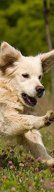 Diabild_Balu.jpg