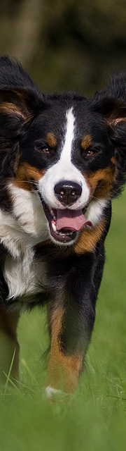 Diabild_Bernersennenhund.jpg