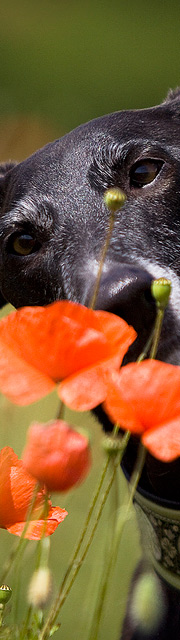 Diabild_Ferro-Mohn.jpg
