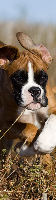 Diabild_Kira-Boxer.jpg