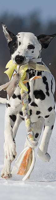 Diabild_Linus-Schnee.jpg