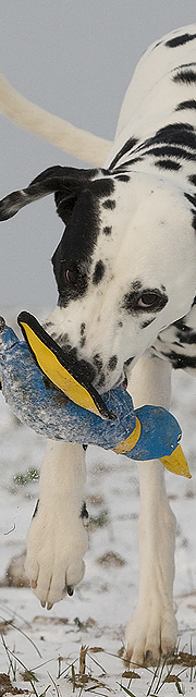 Diabild_Linus_Ente