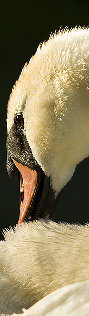 Diabild_Schwan