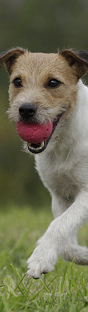 Diabild_Terrier-mit-Ball.jpg