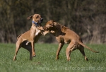 05 Ridgeback-Trio