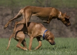 07 Ridgeback-Trio