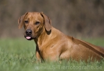 28 Ridgeback-Trio