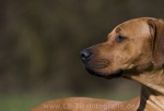 29 Ridgeback-Trio