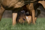 15 Ridgeback-Trio