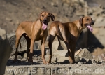 33 Ridgeback-Trio