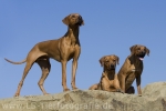 40 Ridgeback-Trio