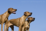 37 Ridgeback-Trio