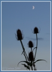 06 Natur