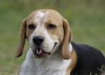 27 Beagle