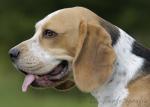 26 Beagle