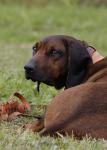 05 Bayerischer Gebirgsschweißhund