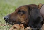06 Bayerischer Gebirgsschweißhund