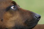 04 Bayerischer Gebirgsschweißhund