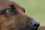 03 Bayerischer Gebirgsschweißhund