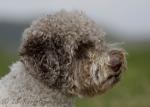 08 Lagotto Romagnolo