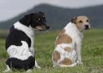12 Parson Russel Terrier
