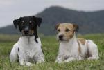 11 Parson Russel Terrier