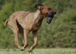 29 Rhodesian Ridgeback