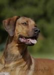 30 Rhodesian Ridgeback