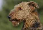 38 Airedale Terrier