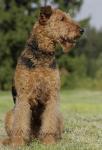 36 Airedale Terrier