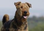37 Airedale Terrier