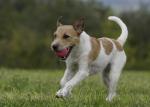 13 Parson Russel Terrier