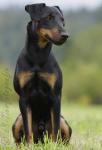 25 Deutscher Jagdterrier
