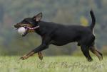 24 Deutscher Jagdterrier