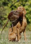 17 Magyar Vizsla