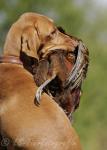 18 Magyar Vizsla
